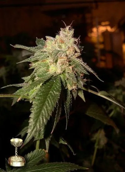 Cogollo de cannabis con pistilos anaranjados y hojas verdes dentadas, en primer plano sobre un fondo oscuro. Cogollo de cannabis con pistilos anaranjados y hojas verdes dentadas, en primer plano sobre un fondo oscuro.