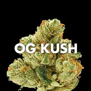 Primer plano de un cogollo de cannabis verde con filamentos anaranjados sobre fondo negro y el texto blanco «OG KUSH» superpuesto.