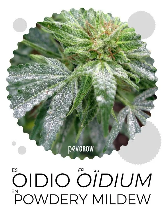 Hojas y flores de cannabis con abundantes manchas blancas superficiales, en una lámina rotulada «Oídio», «Oïdium» y «Powdery mildew». Hojas y flores de cannabis con abundantes manchas blancas superficiales, en una lámina rotulada «Oídio», «Oïdium» y «Powdery mildew».