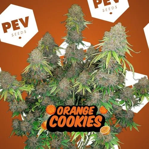 Presentación de Orange Cookies con una planta de abundantes cogollos, pequeñas naranjas ilustradas y logotipos sobre fondo naranja.