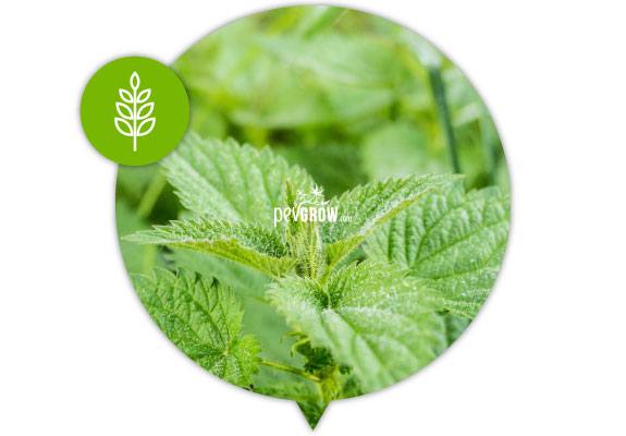 Detalle de hojas verdes de ortiga con bordes dentados y pequeños pelos, dentro de un marco circular con un icono vegetal. Detalle de hojas verdes de ortiga con bordes dentados y pequeños pelos, dentro de un marco circular con un icono vegetal.