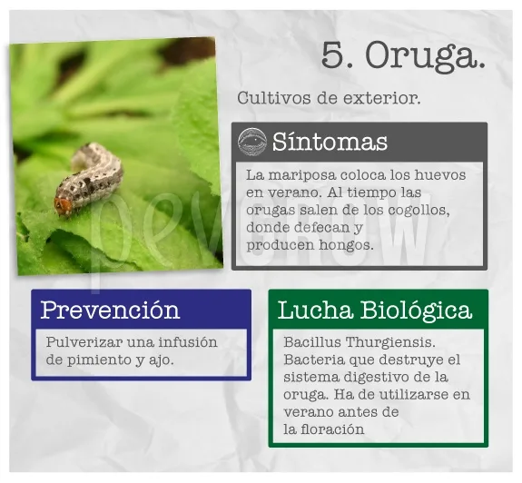Ficha titulada «5. Oruga» con una oruga sobre una hoja verde y recuadros sobre síntomas, prevención y lucha biológica.
