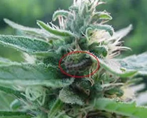 Primer plano de una flor de cannabis con una pequeña oruga verdosa señalada por un círculo rojo entre las hojas y los pistilos.