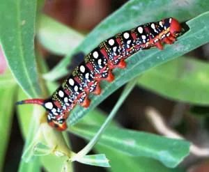 Oruga negra con manchas blancas y marcas rojas, extendida en diagonal sobre una hoja verde alargada.