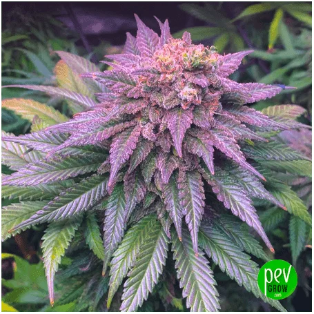 Primer plano de un cogollo de cannabis de tonos morados, con pistilos anaranjados y hojas dentadas verdes y violetas. Primer plano de un cogollo de cannabis de tonos morados, con pistilos anaranjados y hojas dentadas verdes y violetas.