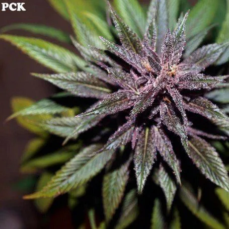 Primer plano de una flor de cannabis con hojas estrechas moradas y verdes, cubierta de pequeños puntos brillantes, y las letras PCK.