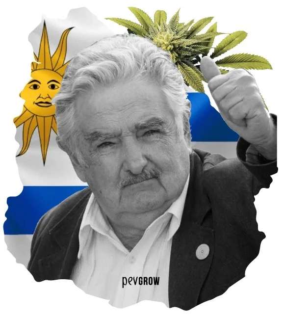 Montaje de un hombre canoso con el pulgar levantado, hojas y flores de cannabis y la bandera de Uruguay al fondo. Montaje de un hombre canoso con el pulgar levantado, hojas y flores de cannabis y la bandera de Uruguay al fondo.