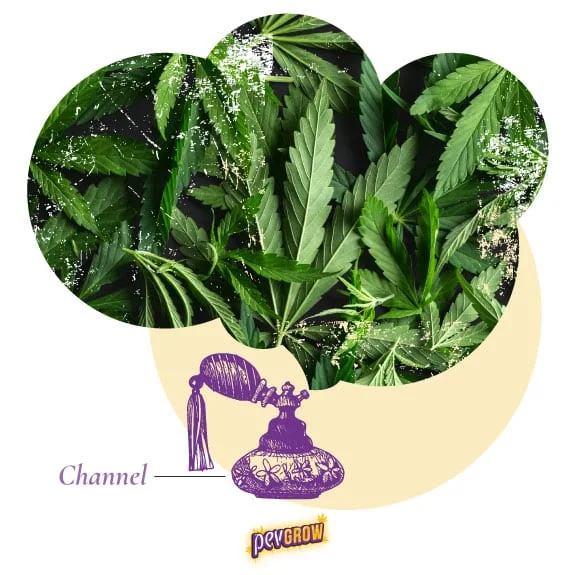 Collage de hojas de cannabis sobre un círculo amarillo, con un frasco de perfume morado y el texto «Channel». Collage de hojas de cannabis sobre un círculo amarillo, con un frasco de perfume morado y el texto «Channel».