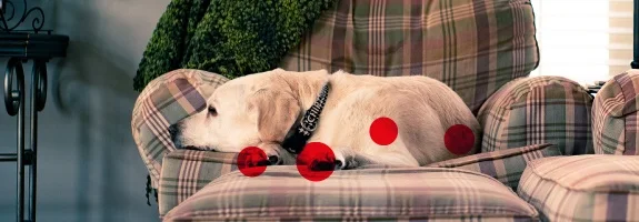 Perro de pelaje claro tumbado en un sillón de cuadros, con círculos rojos superpuestos sobre las patas y el cuerpo. Perro de pelaje claro tumbado en un sillón de cuadros, con círculos rojos superpuestos sobre las patas y el cuerpo.