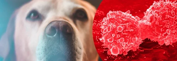 Montaje de un primer plano de un perro de pelaje claro junto a una representación de células de superficie irregular sobre fondo rojo. Montaje de un primer plano de un perro de pelaje claro junto a una representación de células de superficie irregular sobre fondo rojo.
