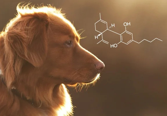 Perro de pelaje dorado visto de perfil y a contraluz, con una estructura química blanca superpuesta a la derecha. Perro de pelaje dorado visto de perfil y a contraluz, con una estructura química blanca superpuesta a la derecha.
