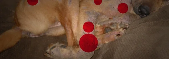 Perro de pelaje marrón tumbado sobre una superficie oscura, con círculos rojos superpuestos en varias zonas del cuerpo y las patas. Perro de pelaje marrón tumbado sobre una superficie oscura, con círculos rojos superpuestos en varias zonas del cuerpo y las patas.