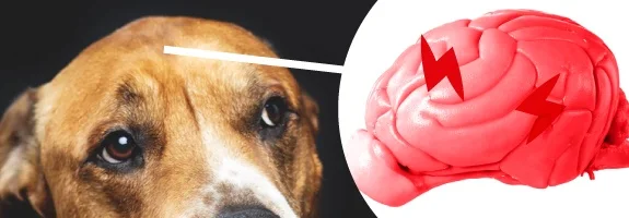 Montaje del rostro de un perro unido por una línea blanca a un cerebro rosado ilustrado con dos rayos rojos. Montaje del rostro de un perro unido por una línea blanca a un cerebro rosado ilustrado con dos rayos rojos.