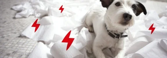 Perro pequeño blanco con manchas oscuras entre trozos de papel higiénico esparcidos por el suelo, con rayos rojos superpuestos. Perro pequeño blanco con manchas oscuras entre trozos de papel higiénico esparcidos por el suelo, con rayos rojos superpuestos.