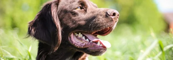 Primer plano de un perro de pelaje marrón y orejas caídas, con la boca abierta y la lengua fuera sobre un fondo de vegetación. Primer plano de un perro de pelaje marrón y orejas caídas, con la boca abierta y la lengua fuera sobre un fondo de vegetación.