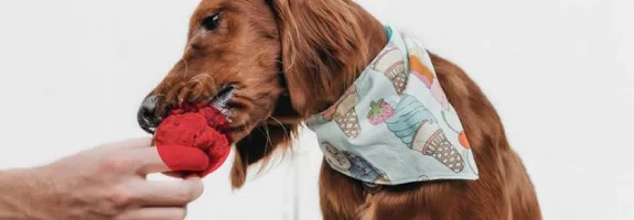 Perro de pelo castaño con un pañuelo estampado que muerde un juguete rojo sostenido por una mano, sobre fondo claro. Perro de pelo castaño con un pañuelo estampado que muerde un juguete rojo sostenido por una mano, sobre fondo claro.