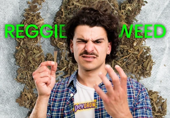 Hombre con gesto de desagrado que sostiene un cigarrillo enrollado, ante cogollos marrones y el texto verde «REGGIE WEED».