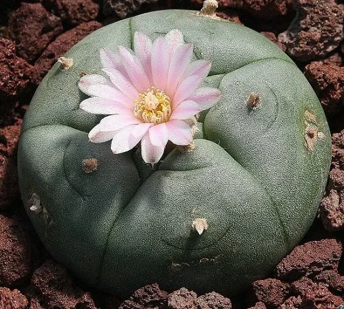 Cactus redondeado y verde grisáceo, con surcos y pequeños mechones claros, coronado por una flor rosa de centro amarillo entre piedras rojizas. Cactus redondeado y verde grisáceo, con surcos y pequeños mechones claros, coronado por una flor rosa de centro amarillo entre piedras rojizas.
