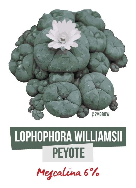 Ilustración de un grupo de peyotes con una flor clara y los rótulos «Lophophora williamsii», «Peyote» y «Mezcalina 6%». Ilustración de un grupo de peyotes con una flor clara y los rótulos «Lophophora williamsii», «Peyote» y «Mezcalina 6%».