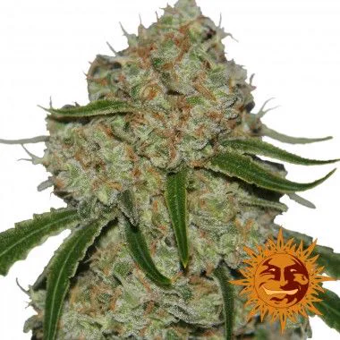 Primer plano de un cogollo de cannabis con tricomas, filamentos anaranjados y hojas estrechas sobre fondo blanco, junto a un emblema solar.