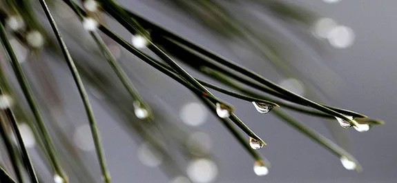 Agujas de pino con gotas de agua suspendidas en sus puntas, en primer plano sobre un fondo gris desenfocado.