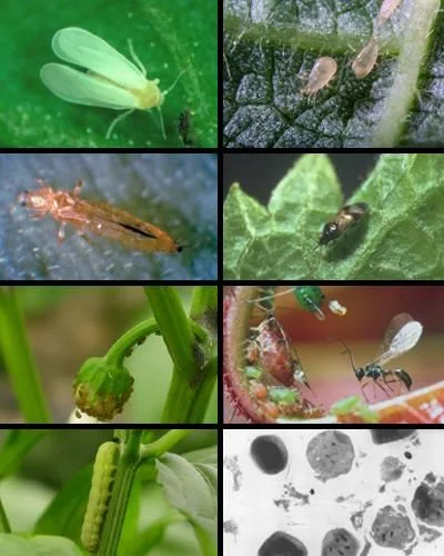 Composición de ocho recuadros con insectos sobre hojas y tallos, una oruga verde y una vista microscópica en blanco y negro.