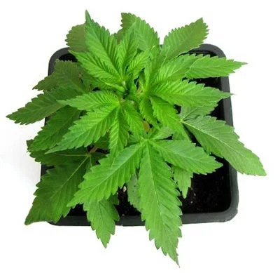 Planta joven de cannabis vista desde arriba, con abundantes hojas verdes dentadas en una maceta cuadrada negra sobre fondo blanco.