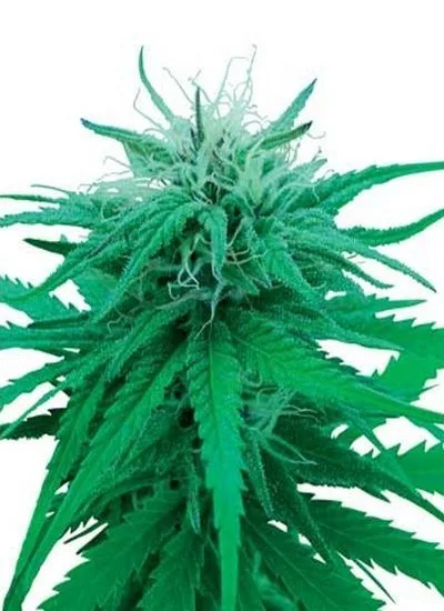 Detalle de la parte superior de una planta de cannabis, con hojas verdes dentadas y una flor con largos filamentos claros. Detalle de la parte superior de una planta de cannabis, con hojas verdes dentadas y una flor con largos filamentos claros.