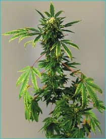 Planta de cannabis en floración con hojas caídas, zonas amarillentas y manchas marrones, sobre un fondo gris.