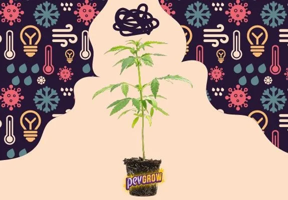 Montaje de una planta de cannabis con cepellón, un garabato encima y símbolos de frío, calor, viento y agua alrededor.