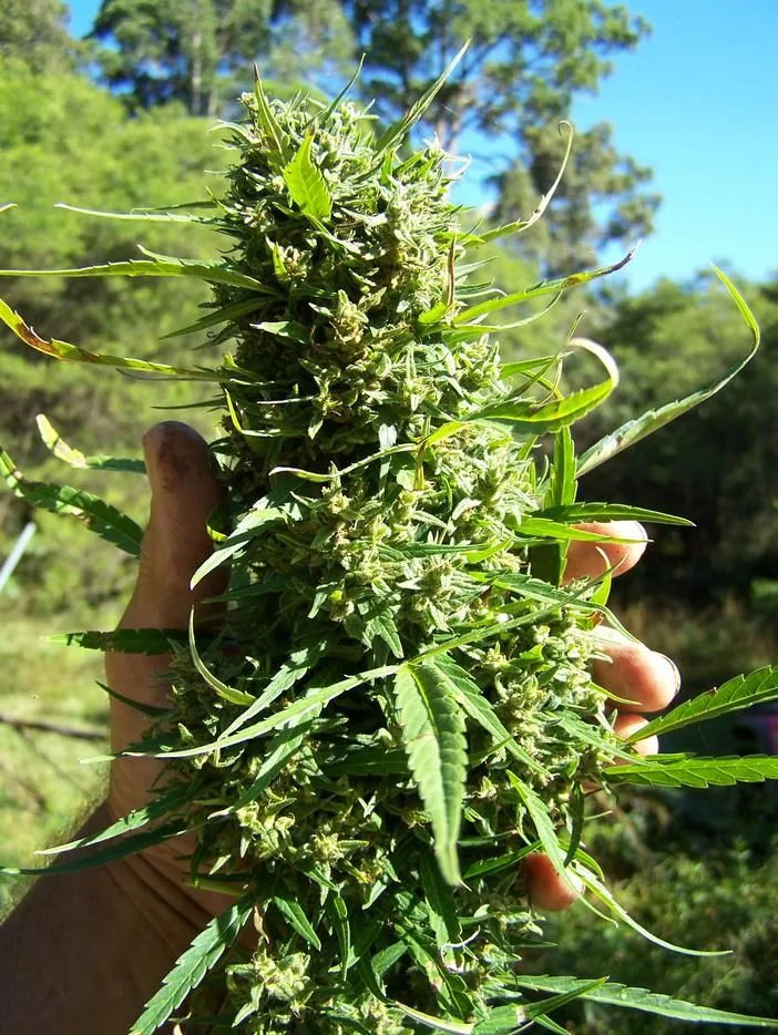 Una mano sostiene una rama de cannabis con abundantes flores y hojas estrechas al aire libre, con árboles y cielo azul al fondo. Una mano sostiene una rama de cannabis con abundantes flores y hojas estrechas al aire libre, con árboles y cielo azul al fondo.