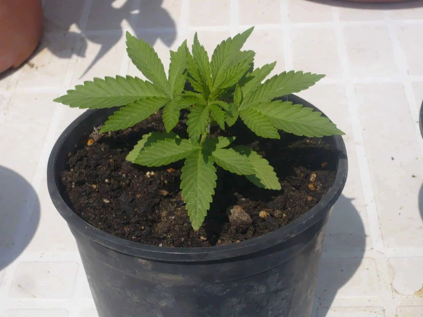 Planta joven de cannabis con hojas dentadas en una maceta negra con tierra, sobre una superficie clara al sol. Planta joven de cannabis con hojas dentadas en una maceta negra con tierra, sobre una superficie clara al sol.