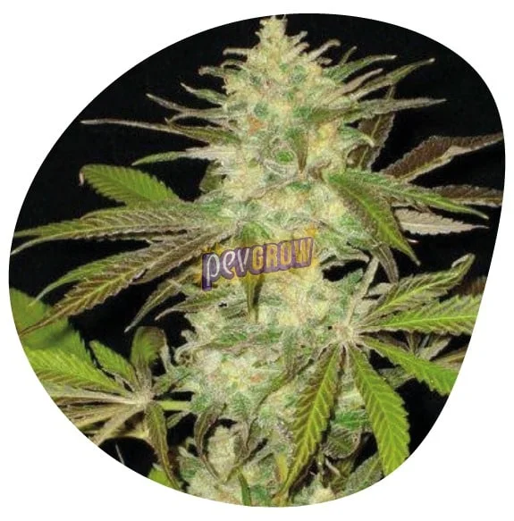 Primer plano de un cogollo de cannabis con filamentos anaranjados y hojas verdes y oscuras, en un recorte ovalado sobre blanco. Primer plano de un cogollo de cannabis con filamentos anaranjados y hojas verdes y oscuras, en un recorte ovalado sobre blanco.