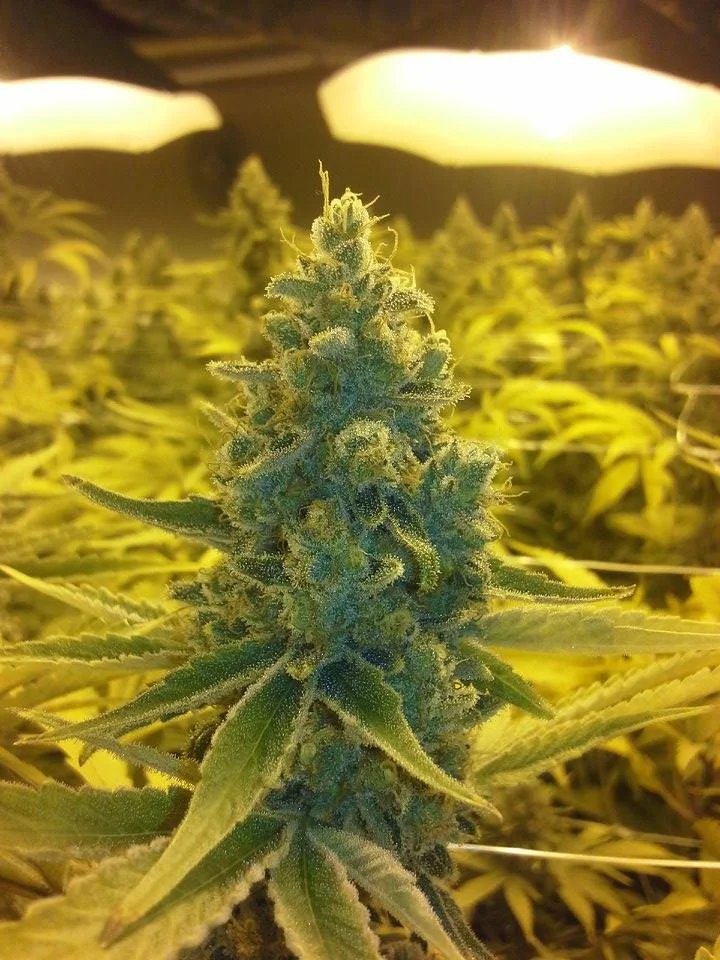 Primer plano de un cogollo de cannabis con hojas estrechas, rodeado de otras plantas bajo lámparas de cultivo de luz amarilla.