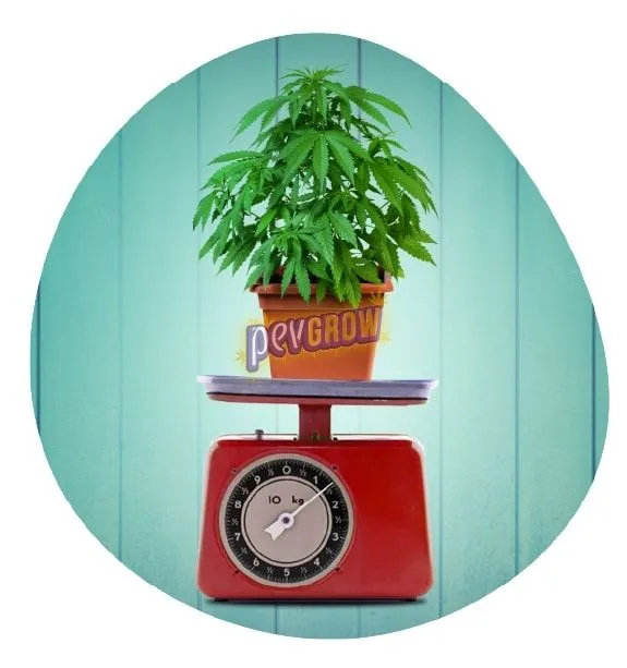 Planta de cannabis en una maceta sobre una báscula roja de esfera analógica, ante un fondo de tablas turquesas.
