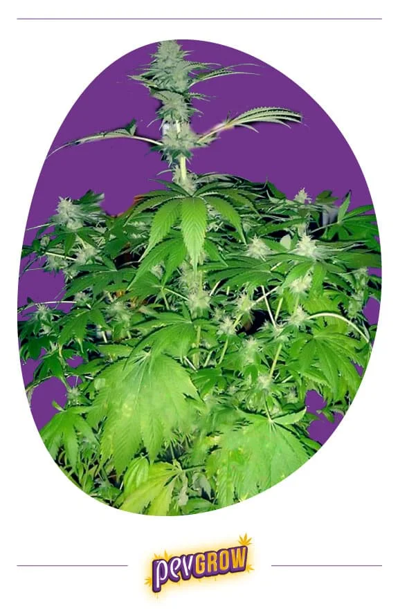 Cannabis en floración con hojas verdes dentadas y numerosos cogollos con pistilos claros, en un recorte ovalado sobre fondo morado.