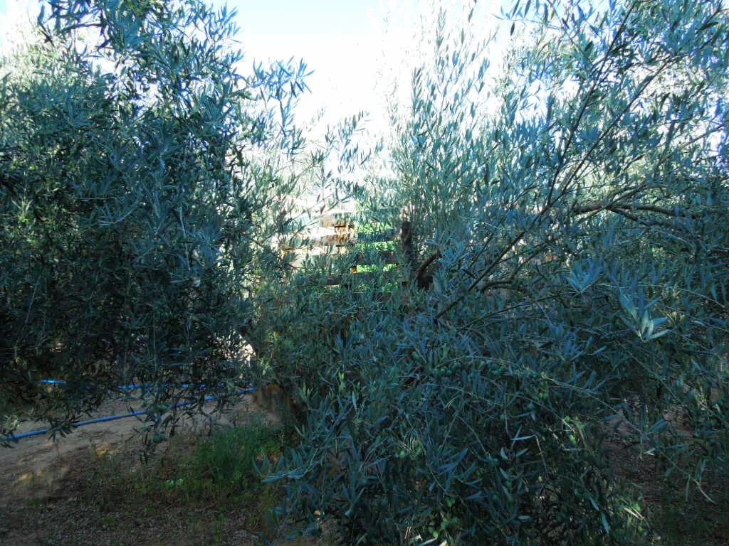 Vegetación densa entre olivos, con una planta de hojas verdes parcialmente oculta en el centro y una manguera azul sobre el suelo. Vegetación densa entre olivos, con una planta de hojas verdes parcialmente oculta en el centro y una manguera azul sobre el suelo.
