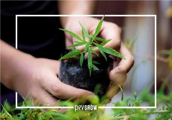 Manos que sostienen una planta joven de cannabis en una bolsa negra de vivero, rodeada de vegetación y enmarcada en blanco.