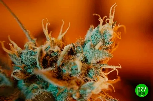 Primer plano de una flor de cannabis con abundantes tricomas y pistilos curvados claros y anaranjados, sobre fondo naranja. Primer plano de una flor de cannabis con abundantes tricomas y pistilos curvados claros y anaranjados, sobre fondo naranja.