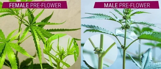 Comparación de preflores de cannabis hembra y macho, con rótulos en inglés y ampliaciones circulares de los nudos. Comparación de preflores de cannabis hembra y macho, con rótulos en inglés y ampliaciones circulares de los nudos.