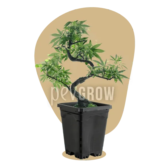 Bonsái de cannabis con tronco sinuoso y ramas extendidas en una maceta negra cuadrada, ante un fondo beige y negro. Bonsái de cannabis con tronco sinuoso y ramas extendidas en una maceta negra cuadrada, ante un fondo beige y negro.