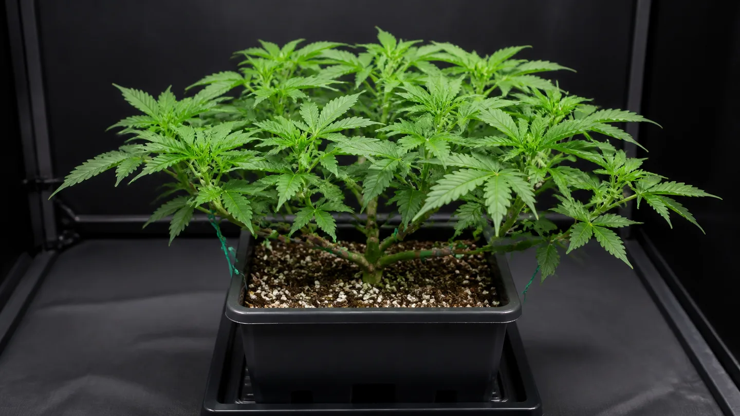 Planta de cannabis de porte bajo y ramificado en maceta cuadrada negra, con ramas sujetas mediante cuerdas verdes. Planta de cannabis de porte bajo y ramificado en maceta cuadrada negra, con ramas sujetas mediante cuerdas verdes.