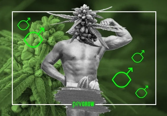 Montaje de un torso musculoso con flores de cannabis como cabeza, junto a sacos florales verdes y símbolos masculinos. Montaje de un torso musculoso con flores de cannabis como cabeza, junto a sacos florales verdes y símbolos masculinos.