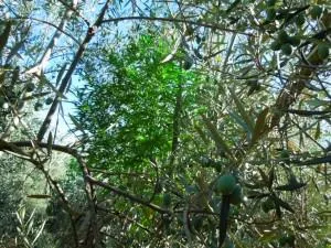 Planta de cannabis de verde intenso entre ramas de olivo, con hojas estrechas y aceitunas visibles en primer plano. Planta de cannabis de verde intenso entre ramas de olivo, con hojas estrechas y aceitunas visibles en primer plano.