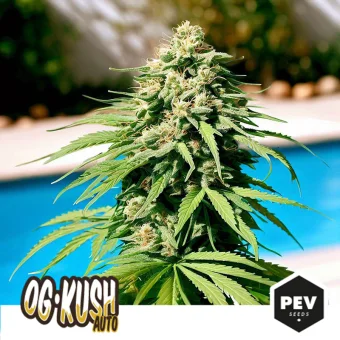 Planta de cannabis con una gran flor central y hojas dentadas junto a una piscina, con los rótulos «OG Kush Auto» y «PEV Seeds». Planta de cannabis con una gran flor central y hojas dentadas junto a una piscina, con los rótulos «OG Kush Auto» y «PEV Seeds».