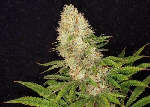 Primer plano de un cogollo alargado de cannabis con filamentos anaranjados y hojas verdes dentadas sobre fondo negro. Primer plano de un cogollo alargado de cannabis con filamentos anaranjados y hojas verdes dentadas sobre fondo negro.