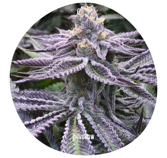 Detalle circular de un cogollo de cannabis rodeado de hojas moradas y verdes con abundante recubrimiento blanquecino.