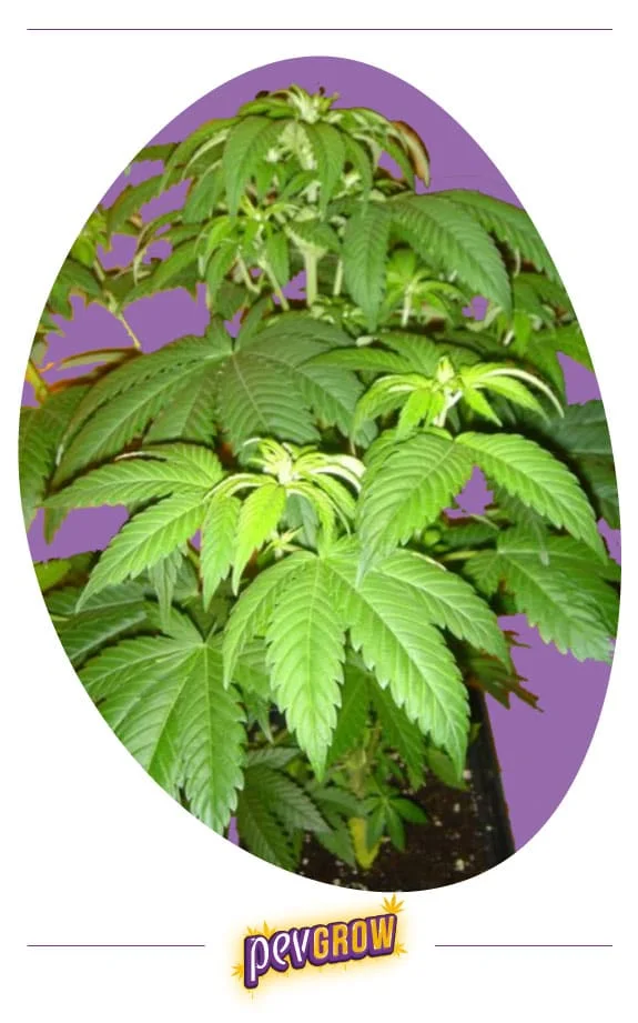 Planta de cannabis ramificada en maceta, con abundantes hojas verdes y brotes claros, recortada sobre un fondo morado ovalado. Planta de cannabis ramificada en maceta, con abundantes hojas verdes y brotes claros, recortada sobre un fondo morado ovalado.