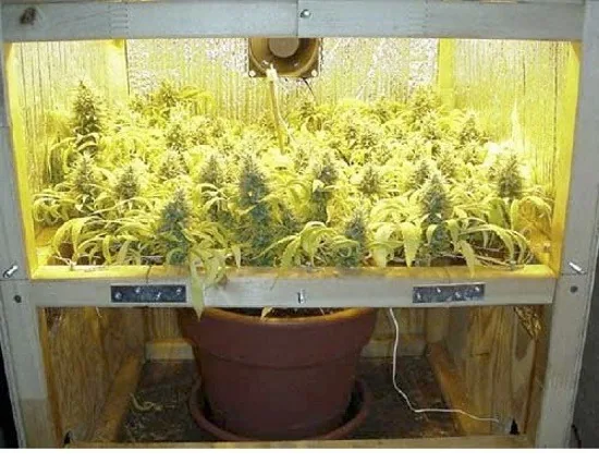 Cannabis en floración con numerosas puntas repartidas sobre una estructura horizontal, en un recinto iluminado y reflectante. Cannabis en floración con numerosas puntas repartidas sobre una estructura horizontal, en un recinto iluminado y reflectante.