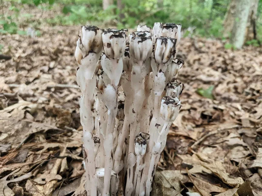 Racimo de tallos blancos y translúcidos con cápsulas secas oscuras en el extremo, sobre hojas secas de un bosque. Racimo de tallos blancos y translúcidos con cápsulas secas oscuras en el extremo, sobre hojas secas de un bosque.